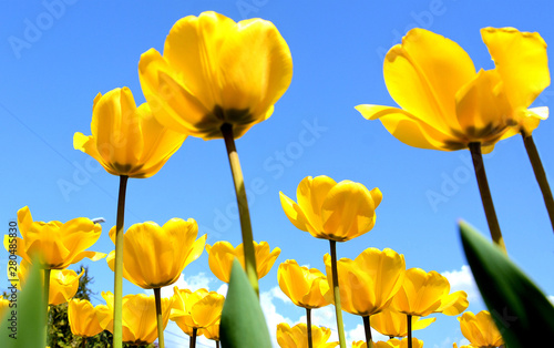 Fototapeta Naklejka Na Ścianę i Meble -  many yellow tulips in the garden