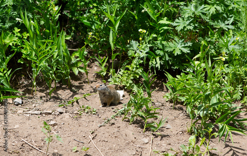 interaction with squirrels human love hands feed food to small animal  © Gracie