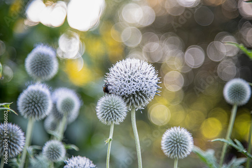 globe-thistle