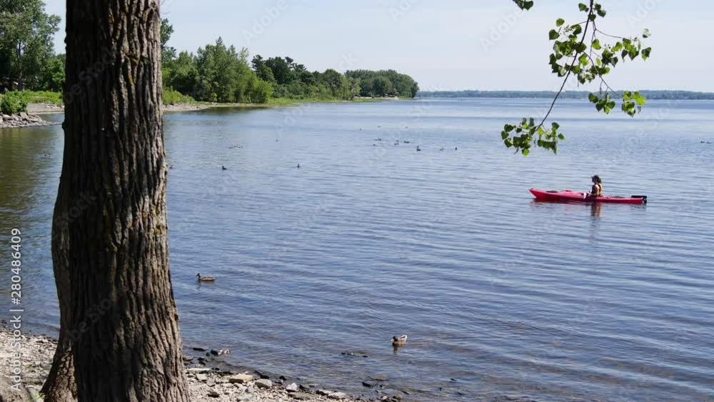 Woman rowing a red kayak in a lake during the day with lots of mallard ducks near her. Woman rowing a red kayak in a lake during the day with lots of mallard ducks near her.