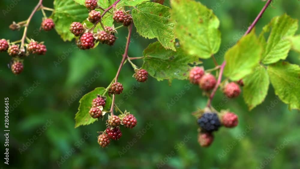 Wild Blackberry from red to ripe-focus rack - (4K) Wild Blackberry from red to ripe-focus rack - (4K)