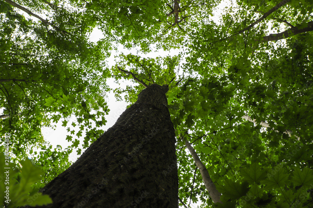 Fototapeta premium Trees from below with branches and green leaves against the bright sky background. View from below and shot upwards in a dense vegetation forest.