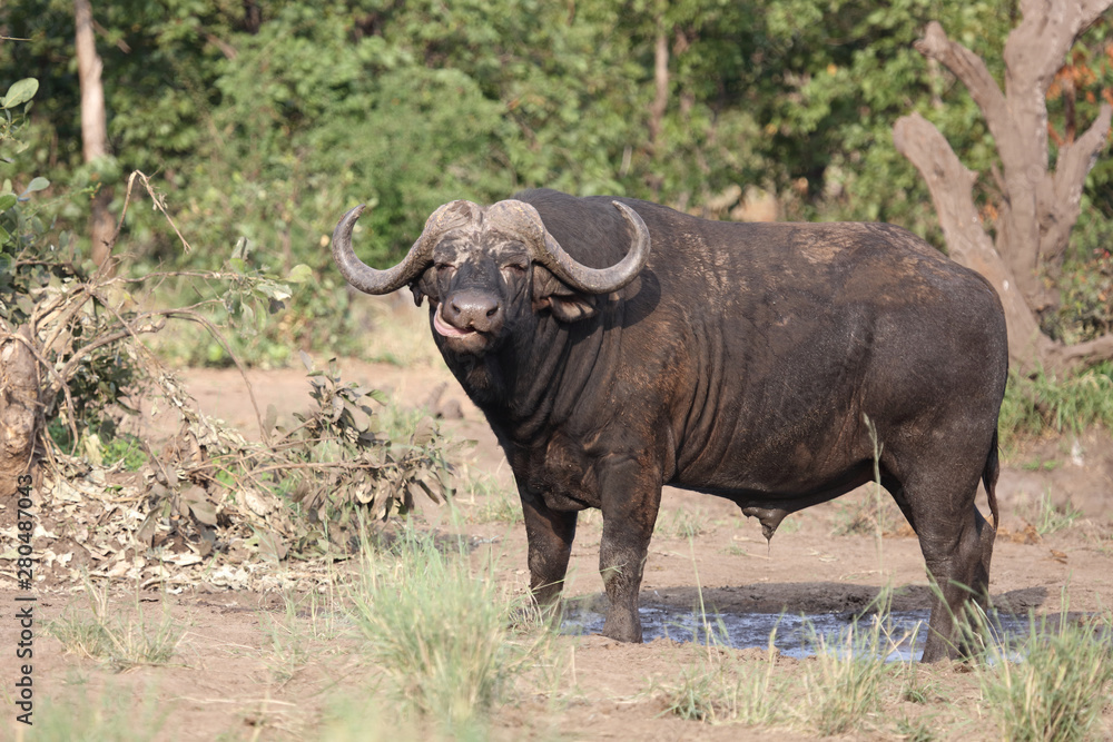 Kaffernbüffel / Buffalo / Syncerus caffer Kaffernbüffel / Buffalo / Syncerus caffer