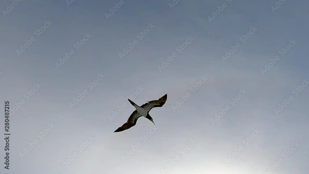 This black capped sea bird patrols over ships in the channel for injured bait fish, nice under flight shot of the bird riding the wind. This black capped sea bird patrols over ships in the channel for injured bait fish, nice under flight shot of the bird riding the wind.