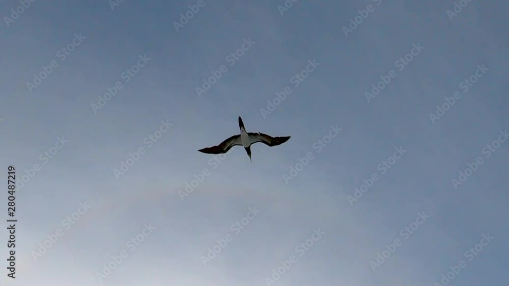This black capped sea bird patrols over ships in the channel for injured bait fish, nice under flight shot of the bird riding the wind in slow motion This black capped sea bird patrols over ships in the channel for injured bait fish, nice under flight shot of the bird riding the wind in slow motion