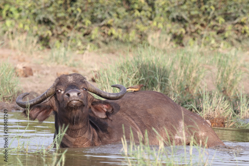 Kaffernb  ffel   Buffalo   Syncerus caffer