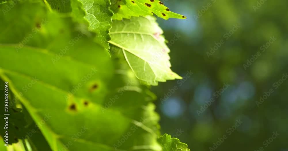 Tree fungus on the leaves of a mulberry tree Tree fungus on the leaves of a mulberry tree