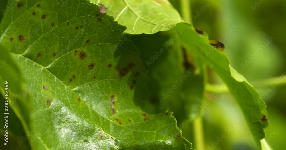 Close up, cercospora rust spots on the leaves of a mulberry tree Close up, cercospora rust spots on the leaves of a mulberry tree