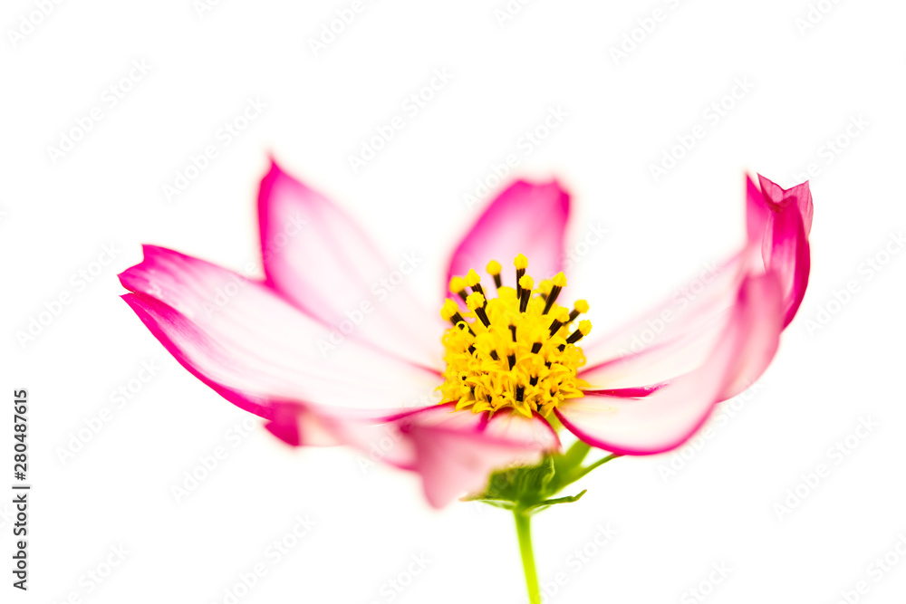 Single light purple and pink wild flower “Wild Cosmos Flower” (Cosmos bipinnatus) blooming during Spring and Summer closeup macro details photo isolated with soft focus white empty space background.
