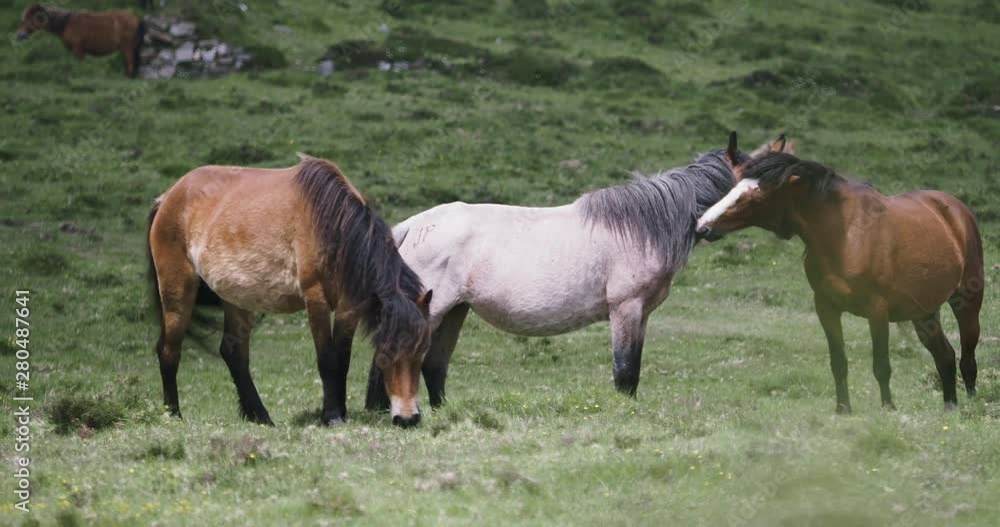 Brown and grey horse cleaning each other peacefully on a misty hill while the sun comes out. Tele shot. Brown and grey horse cleaning each other peacefully on a misty hill while the sun comes out. Tele shot.