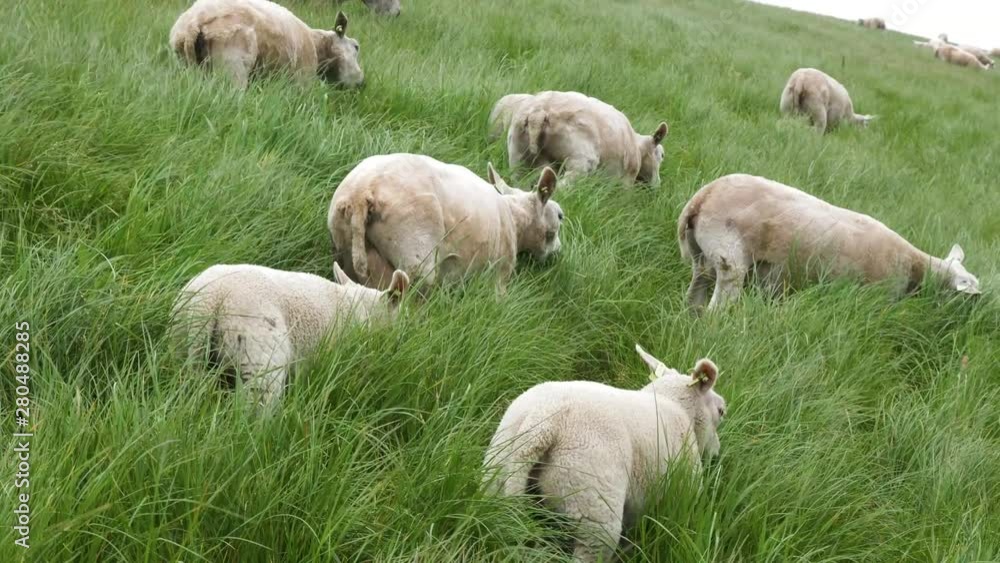 Herd of sheep grazing in the long grass on the side of a hill Herd of sheep grazing in the long grass on the side of a hill