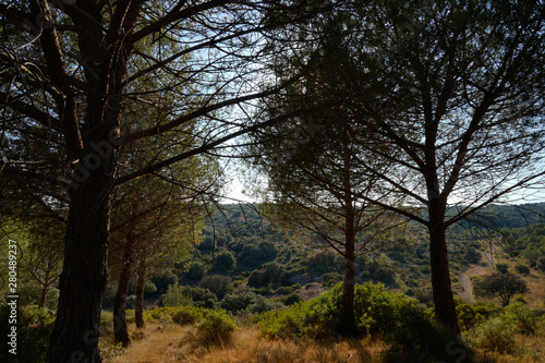 Pins dans la garrigue