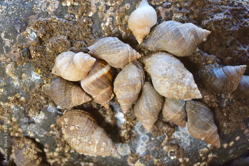 Sea Snails on rock