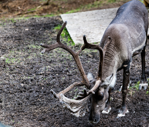 Fototapeta Naklejka Na Ścianę i Meble -  Renifer