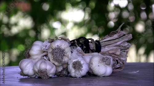 Fresh and organic garlic bulps with blurry background. photo