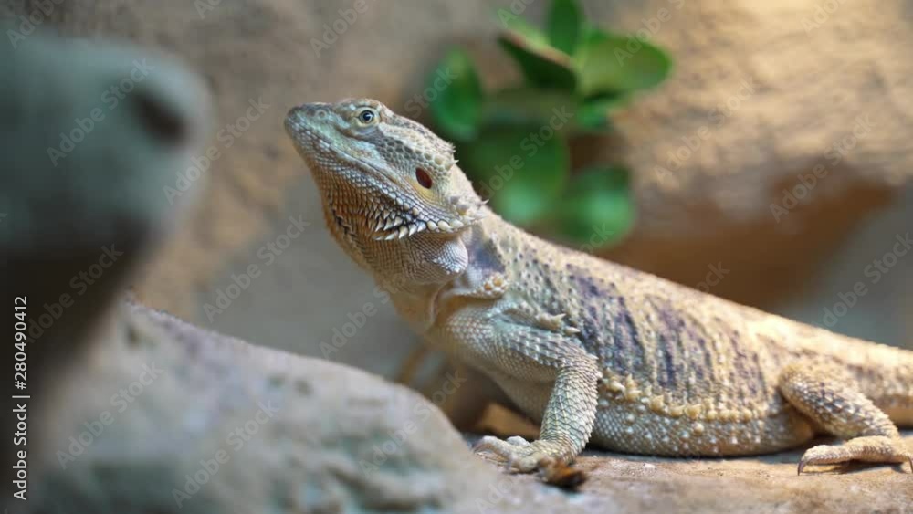 feeding lizard pet with bugs. Placing bug in front of the Pogona vitticeps fith tweezers, static shot with shallow depth of field feeding lizard pet with bugs. Placing bug in front of the Pogona vitticeps fith tweezers, static shot with shallow depth of field