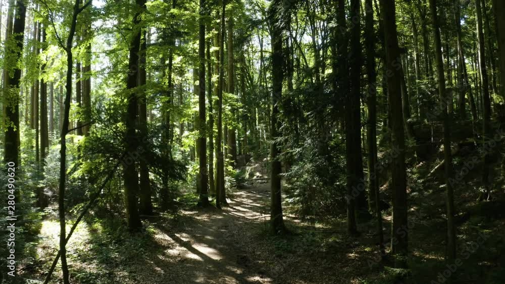 Low aerial shot moving forward over dark forest path, Vaud Switzerland Low aerial shot moving forward over dark forest path, Vaud Switzerland