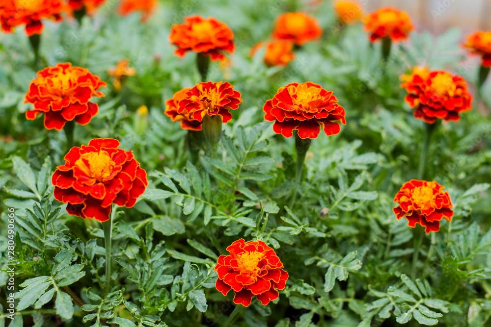 Close up of beautiful Marigold flowers in the garden