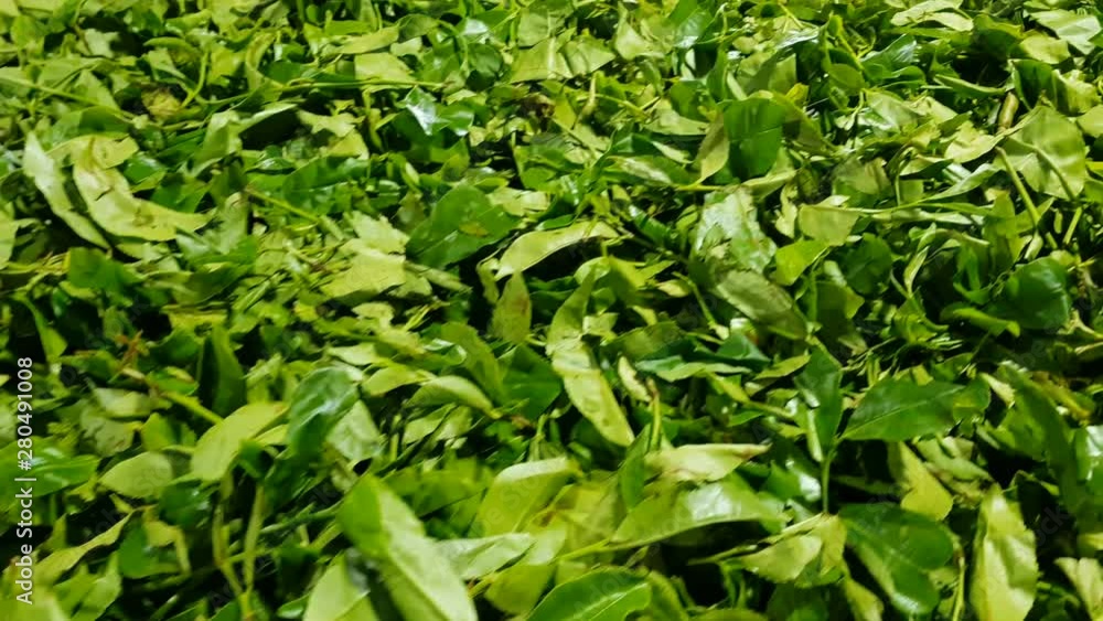 Freshly picked green leaves Ceylon tea. Drying tea leaves. Close-up Freshly picked green leaves Ceylon tea. Drying tea leaves. Close-up