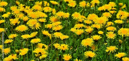 many yellow flowers of dandelion