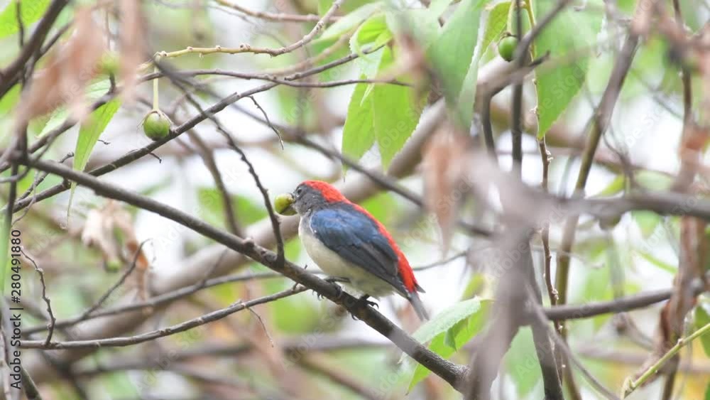 Scarlet-backed Flowerpecker male birds in Thailand and Southeast Asia.