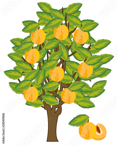 Vector illustration tree with fruit yellow ripe discharges