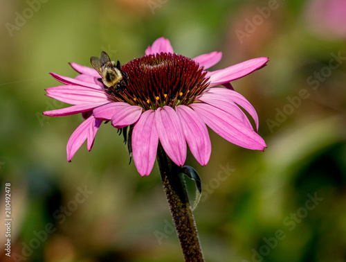 bee on a cone flower or  echinacea  