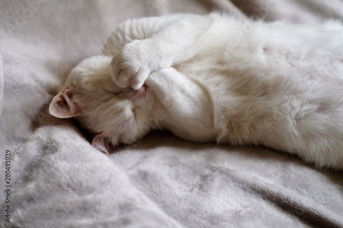 one pure white cat covering its mouth by paws and laughing under daylight. On grey bed blanket