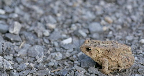 American toad on a bitumen road. Tilt down, copyspace photo