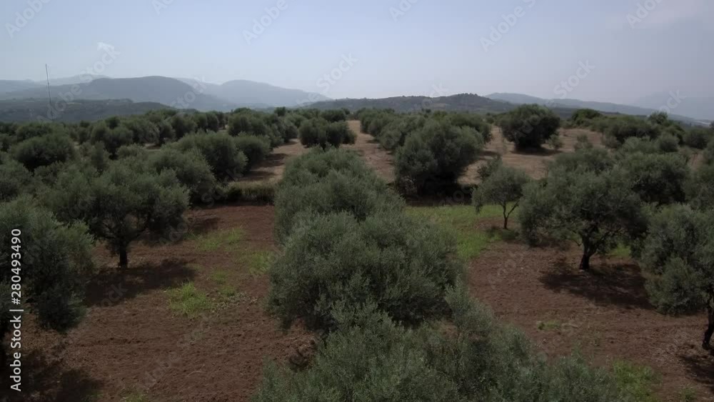 Aerial view of olive trees fields in Greece. Aerial view of olive trees fields in Greece.