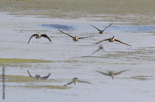 geese flying in morning fog