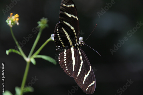 zebra longwing