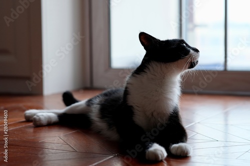 Close up one black and white cat lying on brown wood floor. Looking at bright window. Blur background © Robert