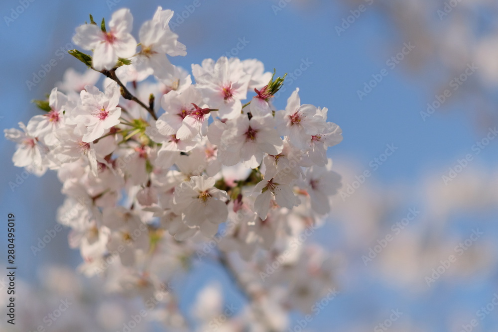 close up to one cluster of pure white sakura under bright sunlight. Blur blue sky background