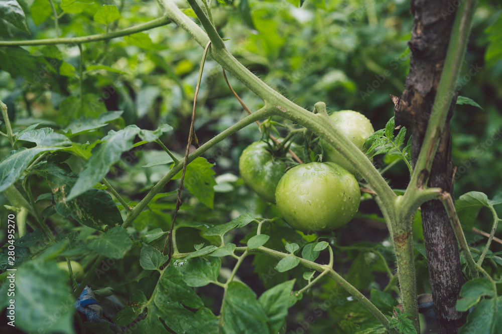 Small green tomatoes on a branch with raindrops. The concept of agriculture, healthy food and vegetables.