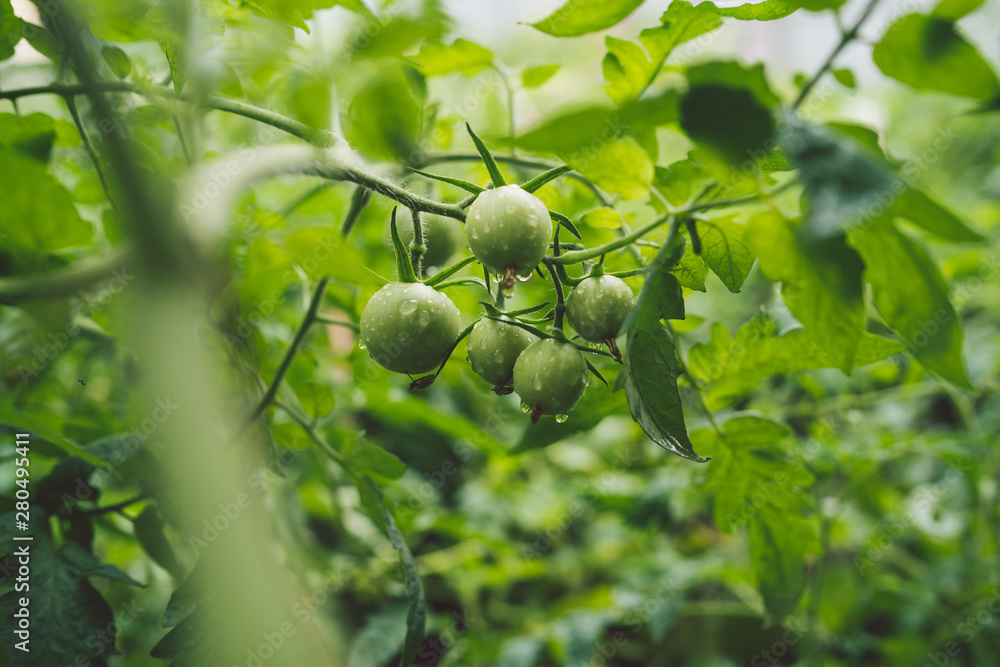Small green tomatoes on a branch with raindrops. The concept of agriculture, healthy food and vegetables. Small green tomatoes on a branch with raindrops. The concept of agriculture, healthy food and vegetables.