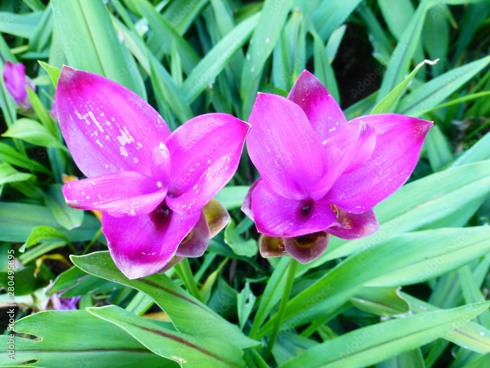Ginger lotus Ginger lotus
