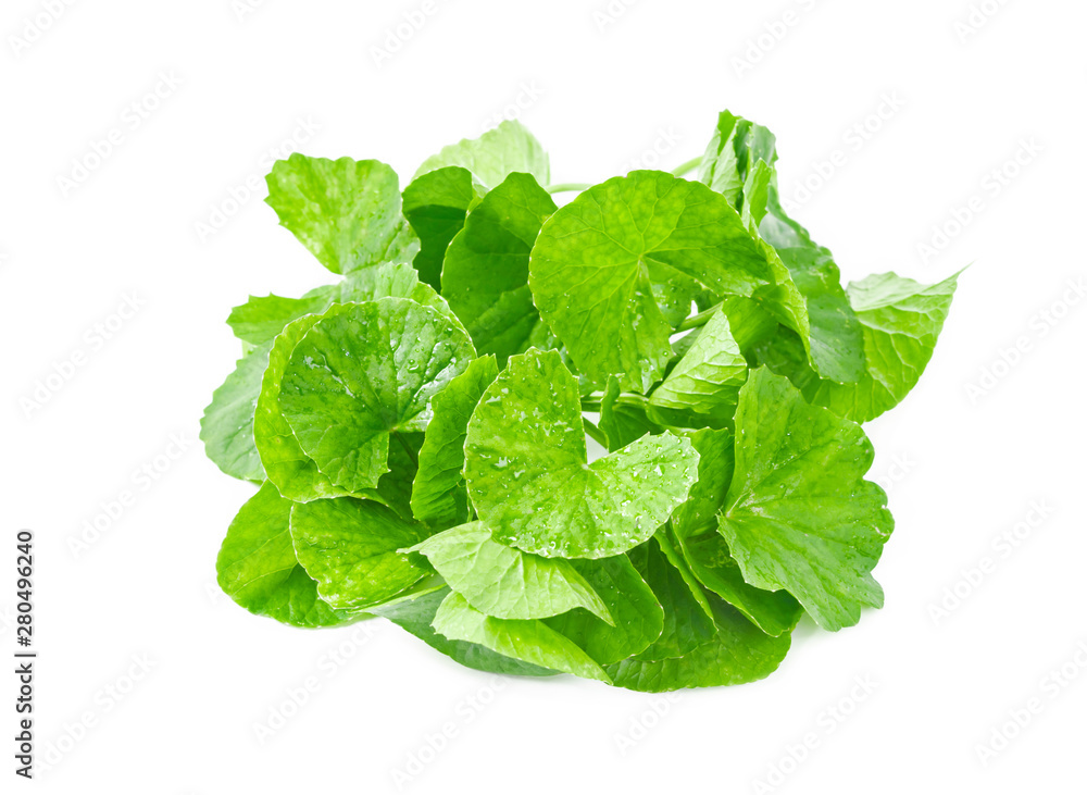 Fresh centella isolated on white background. Fresh centella isolated on white background.
