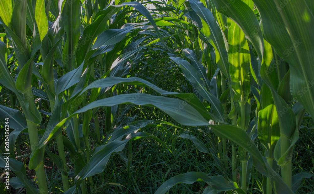 cornfield in July in Pennsylvania cornfield in July in Pennsylvania