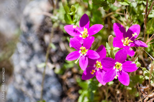 Canchalagua (Zeltnera venusta) wildflowers blooming in Yosemite National Park, Sierra Nevada mountains, California