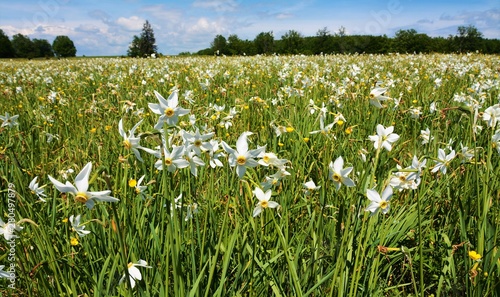 Fototapeta Naklejka Na Ścianę i Meble -  a field with many wild white daffodils