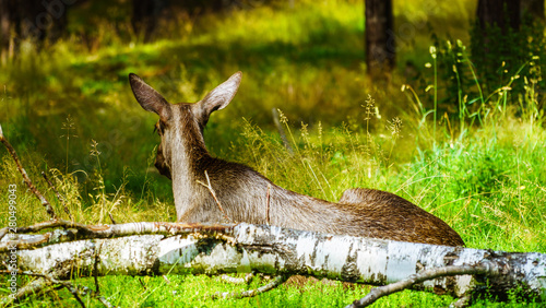 Fototapeta Naklejka Na Ścianę i Meble -  Elg, łoś, łosie,