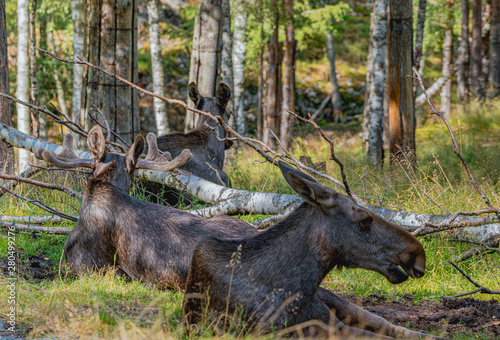 Fototapeta Naklejka Na Ścianę i Meble -  Elg, łoś, łosie,