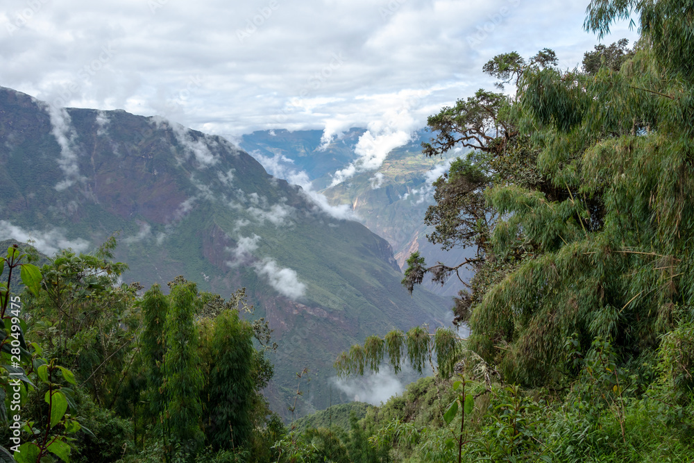 Bamboo green canopy in high-altitude jungles at Peruvian Andes with cloud-covered mountains, Peru