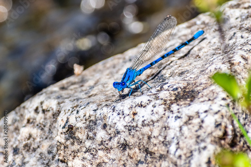 Vivid Dancer (Argia vivida)  damselfly sitting on a rock; Yosemite National Park, Sierra Nevada mountains, California; it is a species of narrow-winged damselfly in the family Coenagrionidae