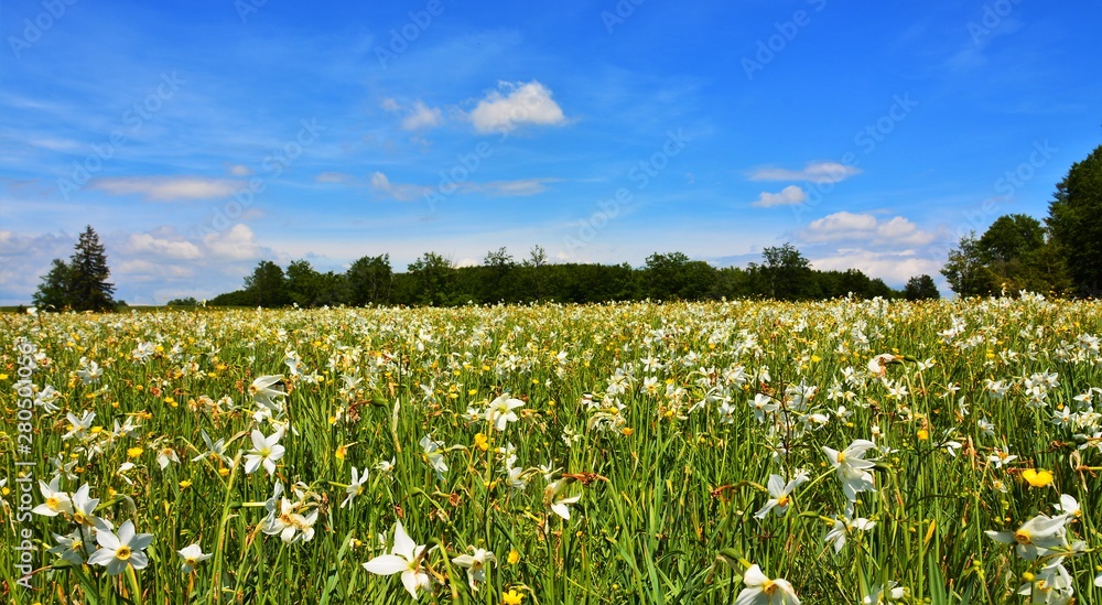 a field with many wild white daffodils