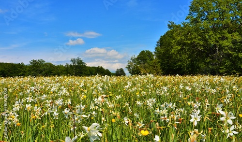 a field with many wild white daffodils photo