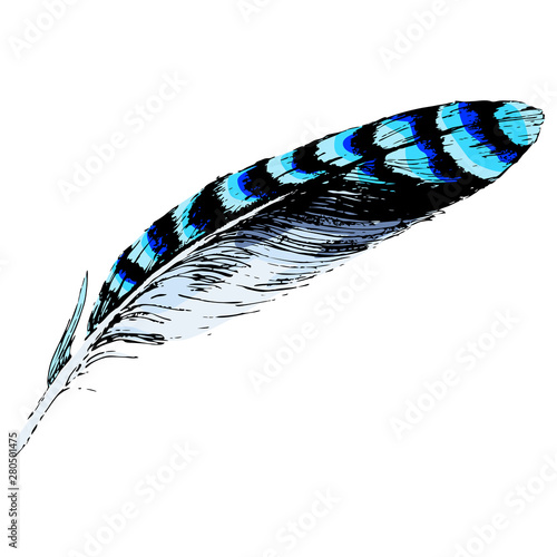 Valokuvatapetti Feather of blue jay bird. Hand drawn art.