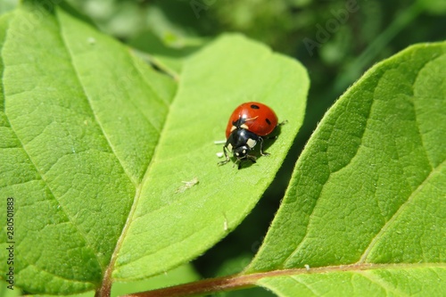 Ladybug on light green leaves in the garden, closeup