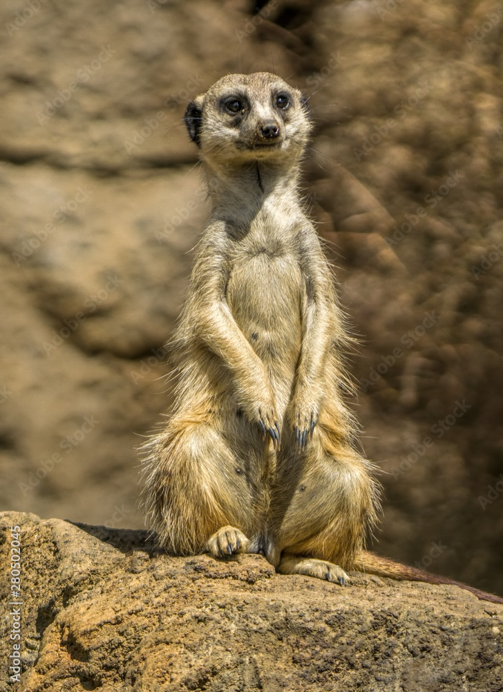 Fototapeta premium A meerkat alert and watching as it stands on guard.